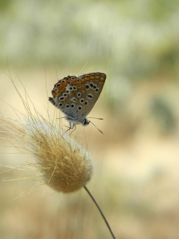 Polyommatus celina...o tutt''altro?